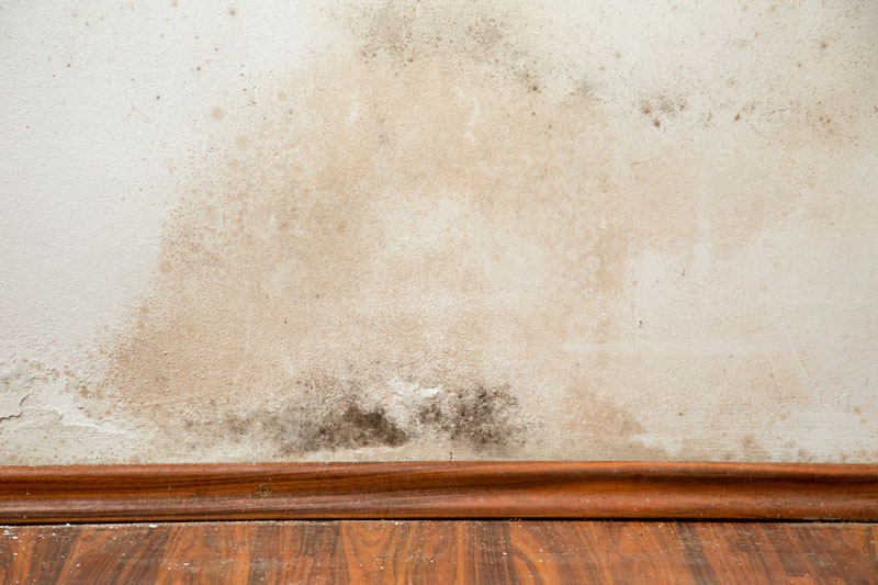 Fight Mold Growth in Your Home with These Prevention Tips so Your Home Stays Healthy