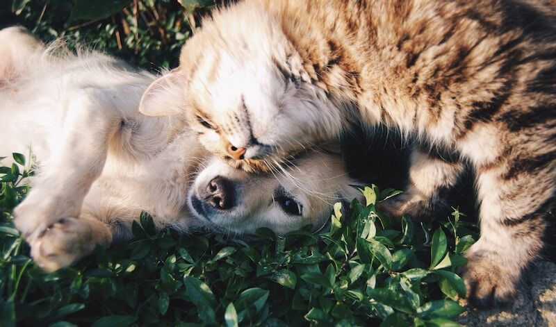 Should You Invest in Pet Insurance?