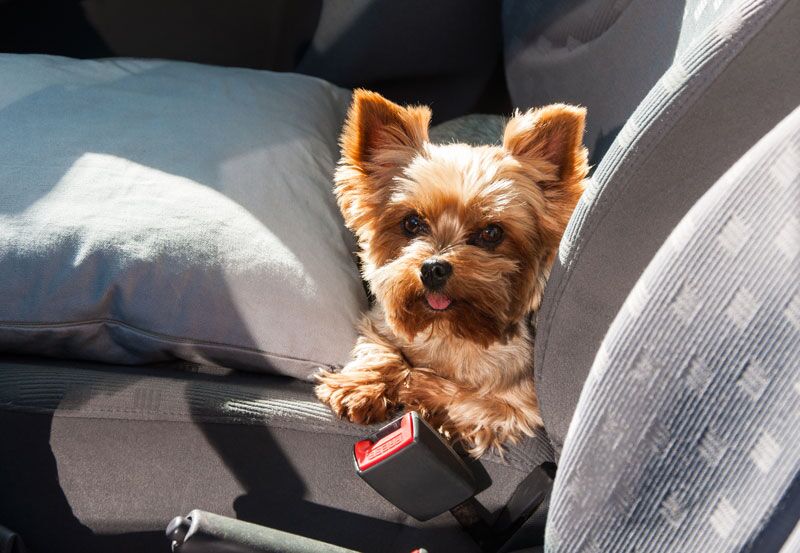 Protect Your Pets While Driving
